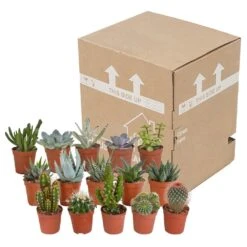 Cactus Et Succulentes, Box De 15 Plantes - H8cm, ø5,5cm - Plantes D'intérieur -VIDA Plantes Magasin 02478b3ba3355e15