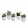 Gasteria, Haworthia Et Leurs Caches-pots Blancs, Box De 5 Plantes - H8cm, ø6cm - Plantes D'intérieur -VIDA Plantes Magasin 025a688e9f5ad808