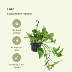 Epipremnum Aureum Scindapsus X2 - H25cm, ø15cm - Plante D'intérieur 11 Epipremnum Aureum Scindapsus X2 - H25cm, ø15cm - Plante D'intérieur -VIDA Plantes Magasin 02e9e418984afe54