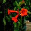 Bignone 'atropurpurea' Campsis Radicans 3l -VIDA Plantes Magasin 032488e9c68a94e3