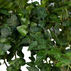Hedera Lierra Tombant - H70cm, ø24cm - Plante D'intérieur Tombante -VIDA Plantes Magasin 046c25699932faf1