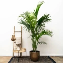 Palmier Kentia Xxxl - H230cm - Très Grande Plante D'intérieur -VIDA Plantes Magasin 04a7973c82c76aae
