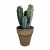 Myrtillocactus - H40cm, ø17cm - Plante D'intérieur Facile D'entretien -VIDA Plantes Magasin 04e25bc011a942e5