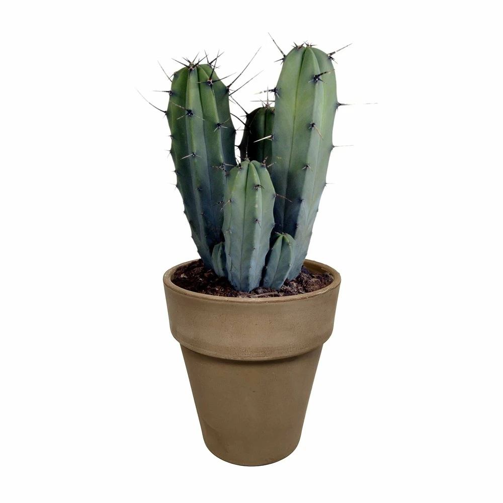 Myrtillocactus - H40cm, ø17cm - Plante D'intérieur Facile D'entretien 3 Myrtillocactus - H40cm, ø17cm - Plante D'intérieur Facile D'entretien