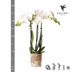 Orchidée Blanche Phalaenopsis - H35cm, ø9cm - Plante D'intérieur Fleurie -VIDA Plantes Magasin 058b8eef96e95812