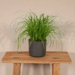 Herbe à Chat - H20cm, ø12cm - Plante D'intérieur -VIDA Plantes Magasin 06a4b745c04ab1e3