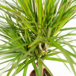 Dracaena Marginata - H60cm, ø14cm - Plante D'intérieur -VIDA Plantes Magasin 07038c300ca21890