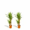 Yucca X2 - H90cm, ø17cm - Grandes Plantes D'intérieur -VIDA Plantes Magasin 073517effe96d57c
