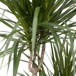 Dracaena Marginata - H115cm, ø21cm - Très Grande Plante D'intérieur -VIDA Plantes Magasin 07fbb3a2dafa42b8