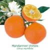 Mandarinier Chinois - Chinotto Bio Tailles:pot De 3 Litres, Hauteur 30/40 Cm 1 Mandarinier Chinois - Chinotto Bio Tailles:pot De 3 Litres, Hauteur 30/40 Cm -VIDA Plantes Magasin 083406711a7bc287