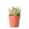 Echeveria Miranda - H13cm, ø9cm - Plante D'intérieur -VIDA Plantes Magasin 0845f7d7933743ac