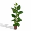 Ficus Altissima - H85cm, ø21cm - Grande Plante D'intérieur -VIDA Plantes Magasin 08fc6023fb8f0b53