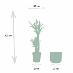 Yucca Et Son Cache-pot Doré - H100cm, ø21cm - Très Grande Plante D'intérieur -VIDA Plantes Magasin 0abfac6d95279d2d