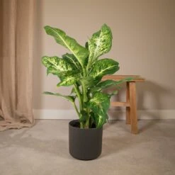 Dieffenbachia Mars - H50cm, ø17cm - Plante D'intérieur -VIDA Plantes Magasin 0b0ade096182ab50