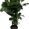 Ficus Lyrata Xxl - H160cm, ø30cm - Très Grande Plante D'intérieur -VIDA Plantes Magasin 0b29cc70c54ffe03