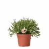 Rhipsalis Baccifera - H10cm, ø6cm - Plante D'intérieur -VIDA Plantes Magasin 0c779f26269abae2