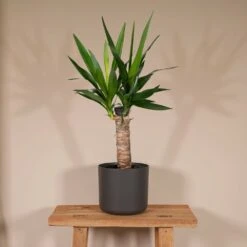 Yucca - H40cm, ø14cm - Plante D'intérieur -VIDA Plantes Magasin 0d97c789b77fd7cf