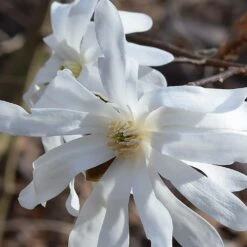 Magnolia étoilé Stellata/pot De 4l - 40/60 Cm -VIDA Plantes Magasin 0de970d8753b98f4