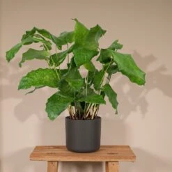 Calathea Network - 30cm, ø14cm - Plante D'intérieur -VIDA Plantes Magasin 0e6a3b79ddb4faa1