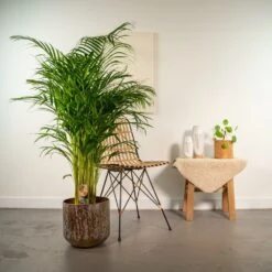 Palmier Areca Xl Et Son Cache-pot - H130cm, ø24cm - Très Grande Plante D'intérieur -VIDA Plantes Magasin 100e60e05a61df24