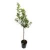 Amandier 'Ferraduel' : Gobelet 3 Ans Pot -VIDA Plantes Magasin 1015037 1715221