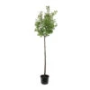 Abricotier 'Bergeval'® :1/2 Tige Pot -VIDA Plantes Magasin 1015040 1715236