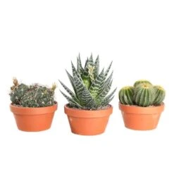 Cactus Et Succulente Mix : Pot D.17cm - H.20cm -VIDA Plantes Magasin 1024299 005