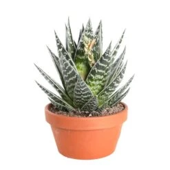 Cactus Et Succulente Mix : Pot D.17cm - H.20cm -VIDA Plantes Magasin 1024299 006