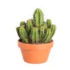 Cactus Et Succulente Mix : Pot D.17cm - H.20cm -VIDA Plantes Magasin 1024299 1717063