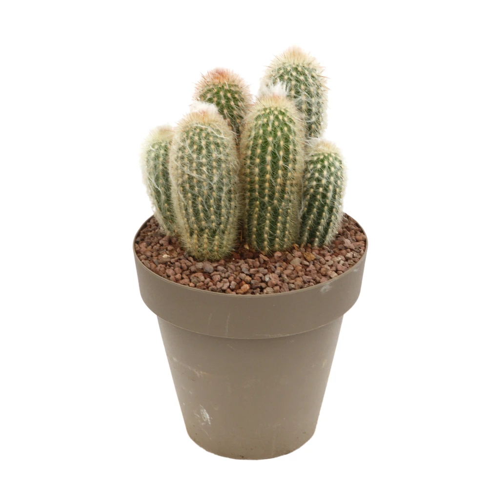 Cactus Columnari H25cm Pot D16cm 3 Cactus Columnari H25cm Pot D16cm