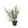Olivier, Olea Europeae : Pot 4L -VIDA Plantes Magasin 1024362 1717117