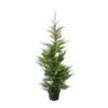 Cupressocyparis Leylandii 'Oger' Pot 7L -VIDA Plantes Magasin 1024503 1370083