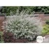 Salix Integra 'hakuro Nishiki': H.120cm Pot 15L -VIDA Plantes Magasin 1024628 001