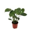 Monstera 'Deliciosa Pot D.17 Cm - H.65cm -VIDA Plantes Magasin 1024744 1471621