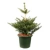 Abies Koreana 'Molli' Pot D6cm -VIDA Plantes Magasin 1024764 001