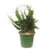 Chamaecyparis Obtusa 'Teddy Bear' Pot D2,5cm -VIDA Plantes Magasin 1024765 1471729