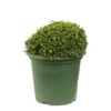 Chamaecyparis Pisifera 'Hime-Sawara' Pot D2,5cm -VIDA Plantes Magasin 1024766 1471732