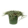 Juniperus Horizontalis Varié Pot D2,5cm -VIDA Plantes Magasin 1024767 1471735