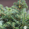 Picea Omorika 'Karel' -VIDA Plantes Magasin 1024768 1471741