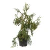 Cryptomeria Japonica 'Rasen-sugi' Pot 7,50 L -VIDA Plantes Magasin 1032396 2053396