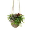 Succulentes En Sac De Jute, Pot D20cm- Variétés Variables -VIDA Plantes Magasin 1043521 1732270