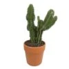 Cactus : H40cm Pot Terre Cuite D20 Cm -VIDA Plantes Magasin 1043860 001