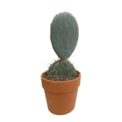 Cactus : H40cm Pot Terre Cuite D20 Cm -VIDA Plantes Magasin 1043860 002