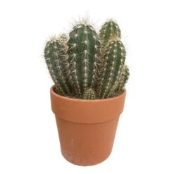 Cactus : H40cm Pot Terre Cuite D20 Cm -VIDA Plantes Magasin 1043860 003