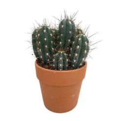 Cactus : H40cm Pot Terre Cuite D20 Cm -VIDA Plantes Magasin 1043860 005