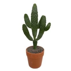 Cactus : H40cm Pot Terre Cuite D20 Cm -VIDA Plantes Magasin 1043860 006