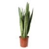 Sansevieria ' Zeylanica' H75cm : Pot D21cm 1 Sansevieria ' Zeylanica' H75cm : Pot D21cm -VIDA Plantes Magasin 1043880 1732615