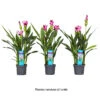 Curcuma 'Siam Splash' H50cm, Pot D13cm -VIDA Plantes Magasin 1044355 1494373