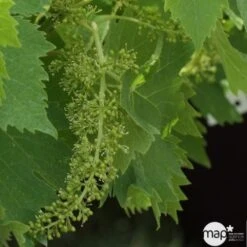 Vigne Variée : Pot 25L 11 Vigne Variée : Pot 25L -VIDA Plantes Magasin 1045083 1734520