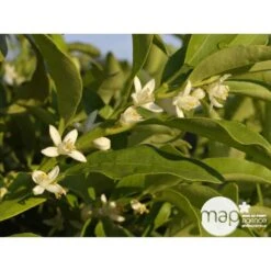 Kumquat Sur 1/4 Tige : Pot 2L 7 Kumquat Sur 1/4 Tige : Pot 2L -VIDA Plantes Magasin 1045106 001